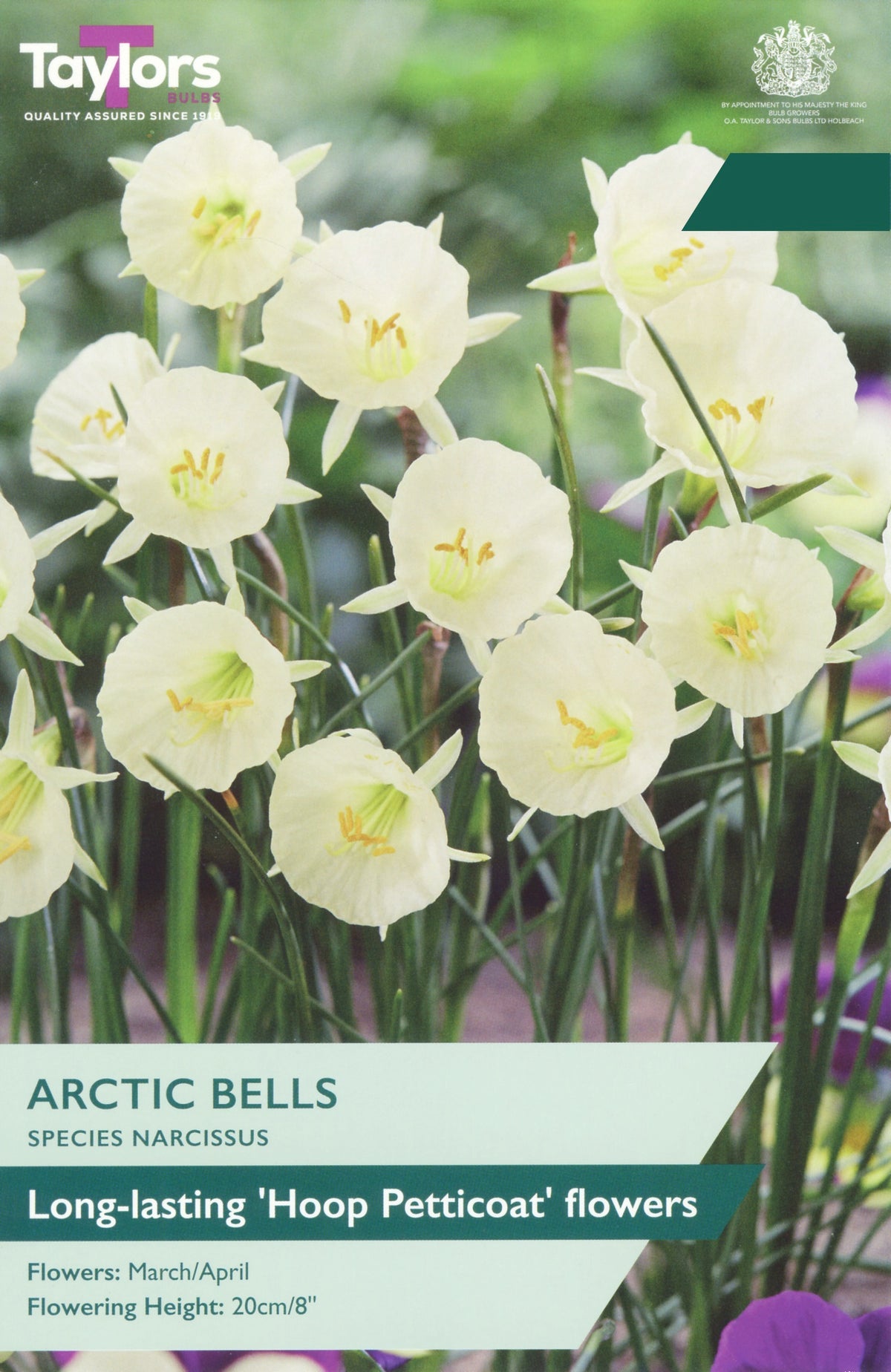 Narcissus ‘Arctic Bells’