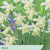 Narcissus ‘Elka’