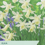 Narcissus ‘Elka’