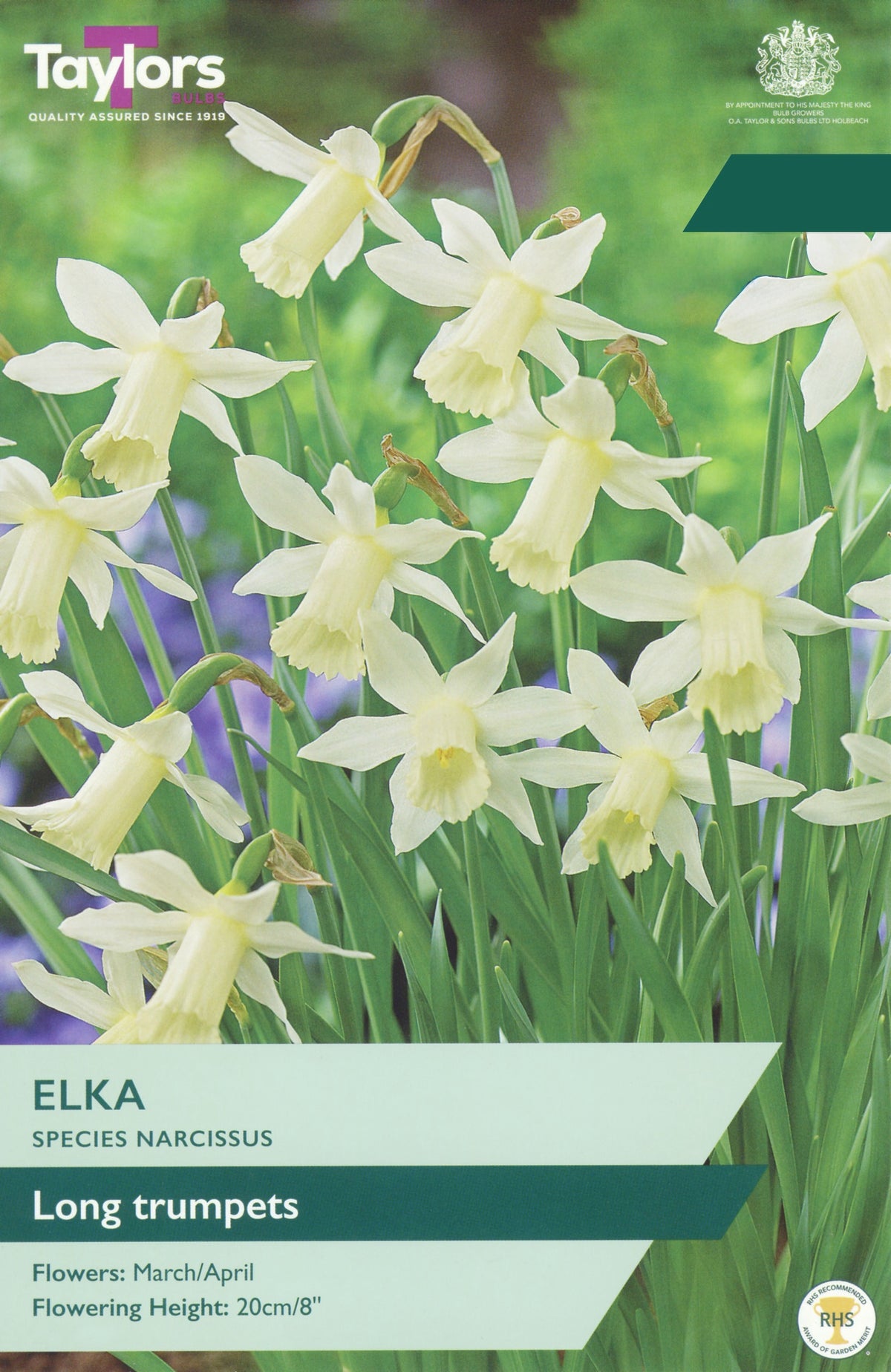 Narcissus ‘Elka’