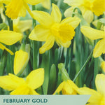 Package of Taylors Bulbs February Gold narcissus with yellow flowers and green leaves.