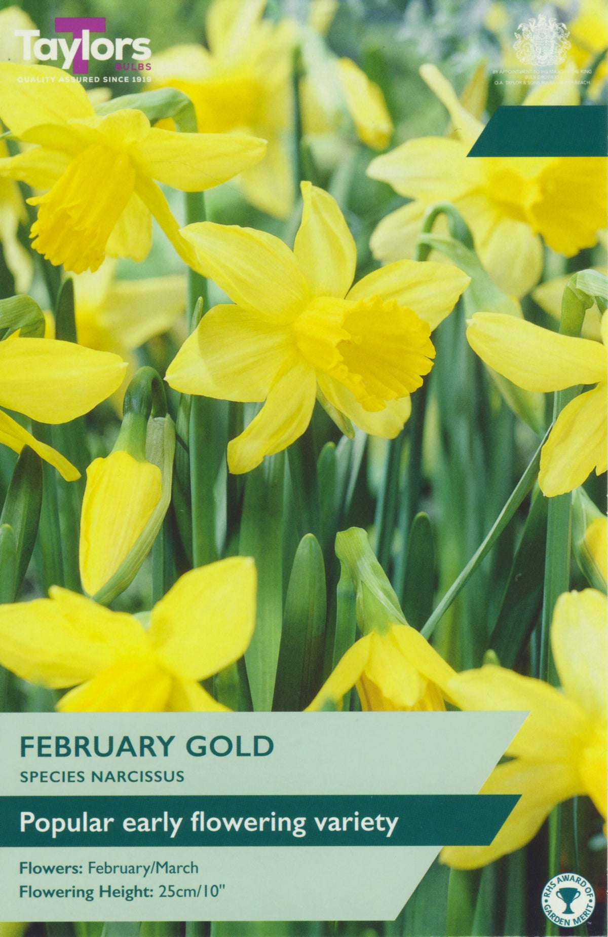 Package of Taylors Bulbs February Gold narcissus with yellow flowers and green leaves.