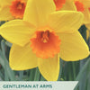 Narcissus ‘Gentleman At Arms’