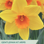 Narcissus ‘Gentleman At Arms’