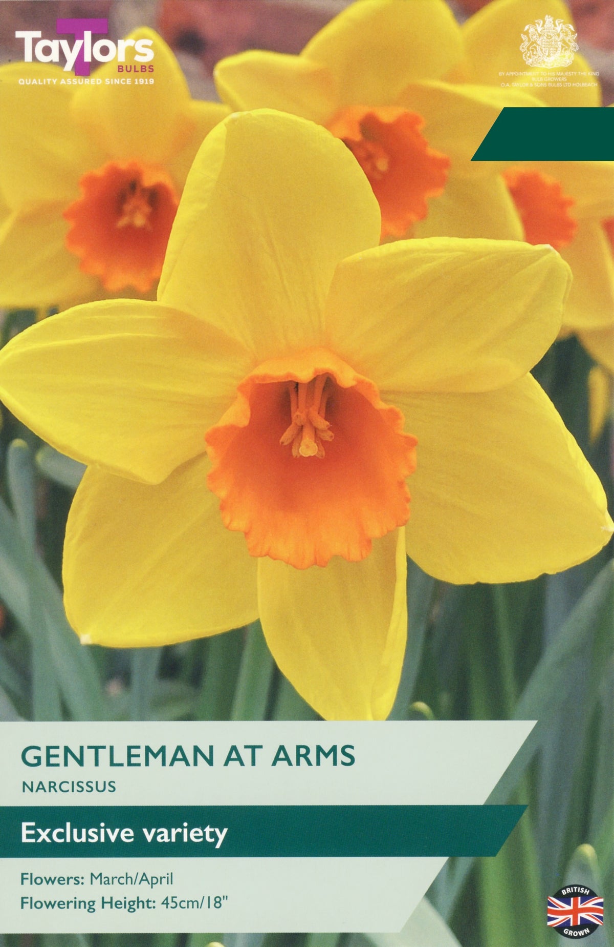 Narcissus ‘Gentleman At Arms’