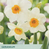 Narcissus ‘Geranium’