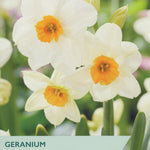 Narcissus ‘Geranium’