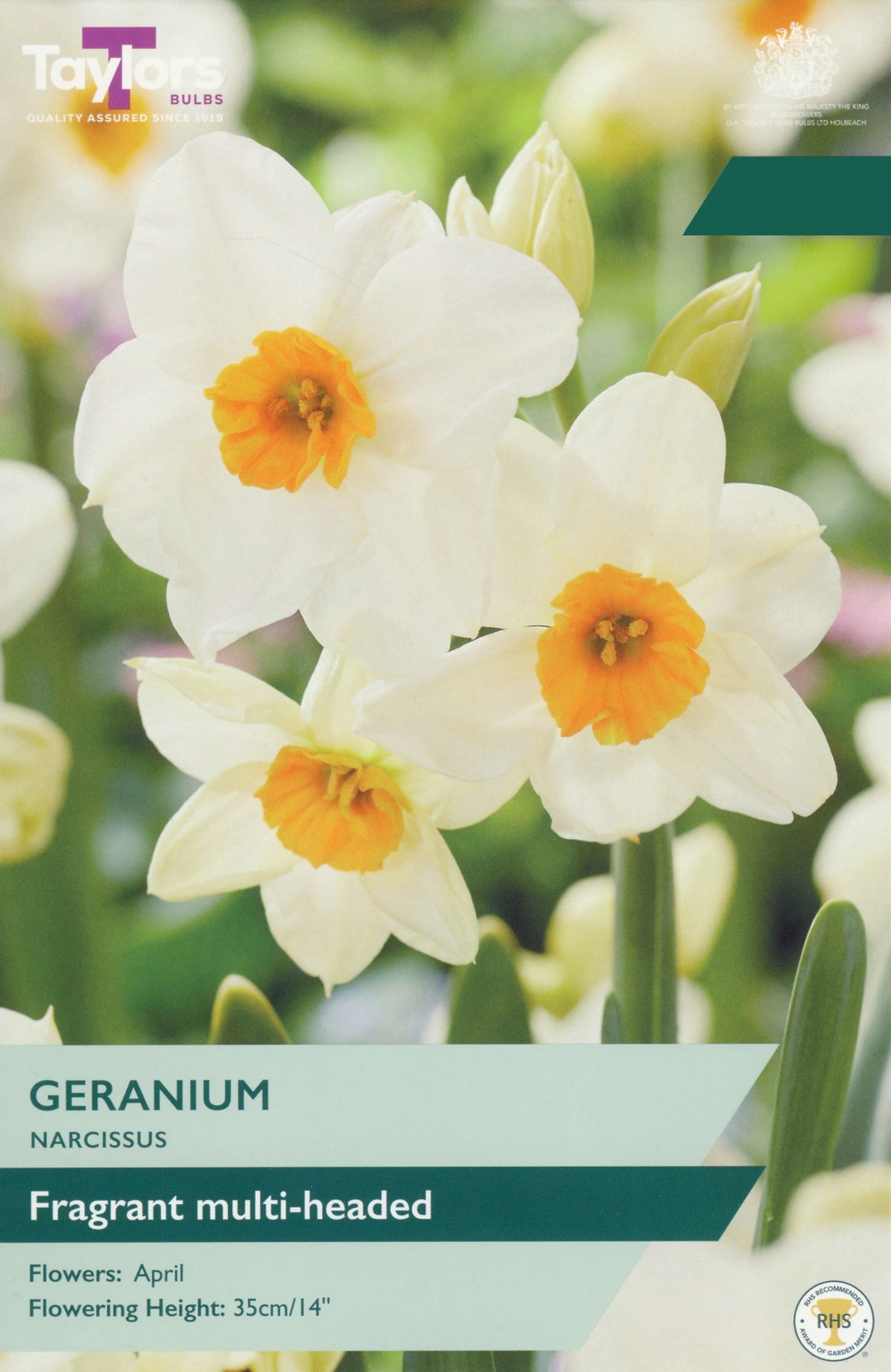 Narcissus ‘Geranium’