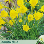 Packaging of Taylors Golden Bells Species Narcissus with yellow flowers and green leaves.