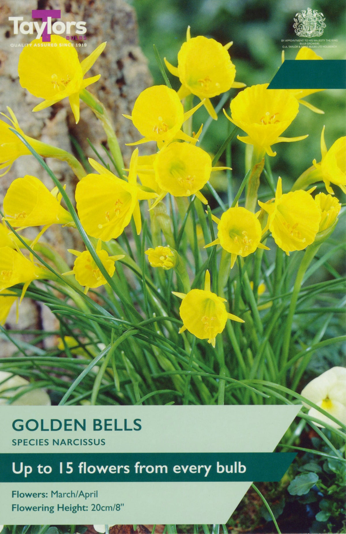Packaging of Taylors Golden Bells Species Narcissus with yellow flowers and green leaves.