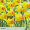 Taylors Bulbs Jetfire Species Narcissus packaging with yellow flowers and green background