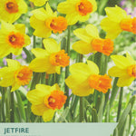 Taylors Bulbs Jetfire Species Narcissus packaging with yellow flowers and green background