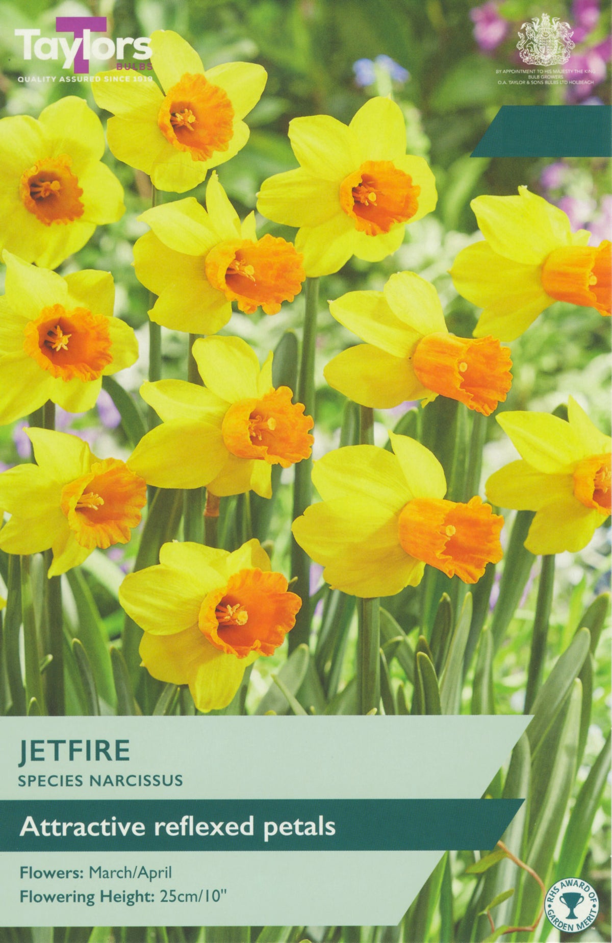 Taylors Bulbs Jetfire Species Narcissus packaging with yellow flowers and green background