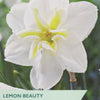 Narcissus ‘Lemon Beauty’