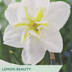Narcissus ‘Lemon Beauty’
