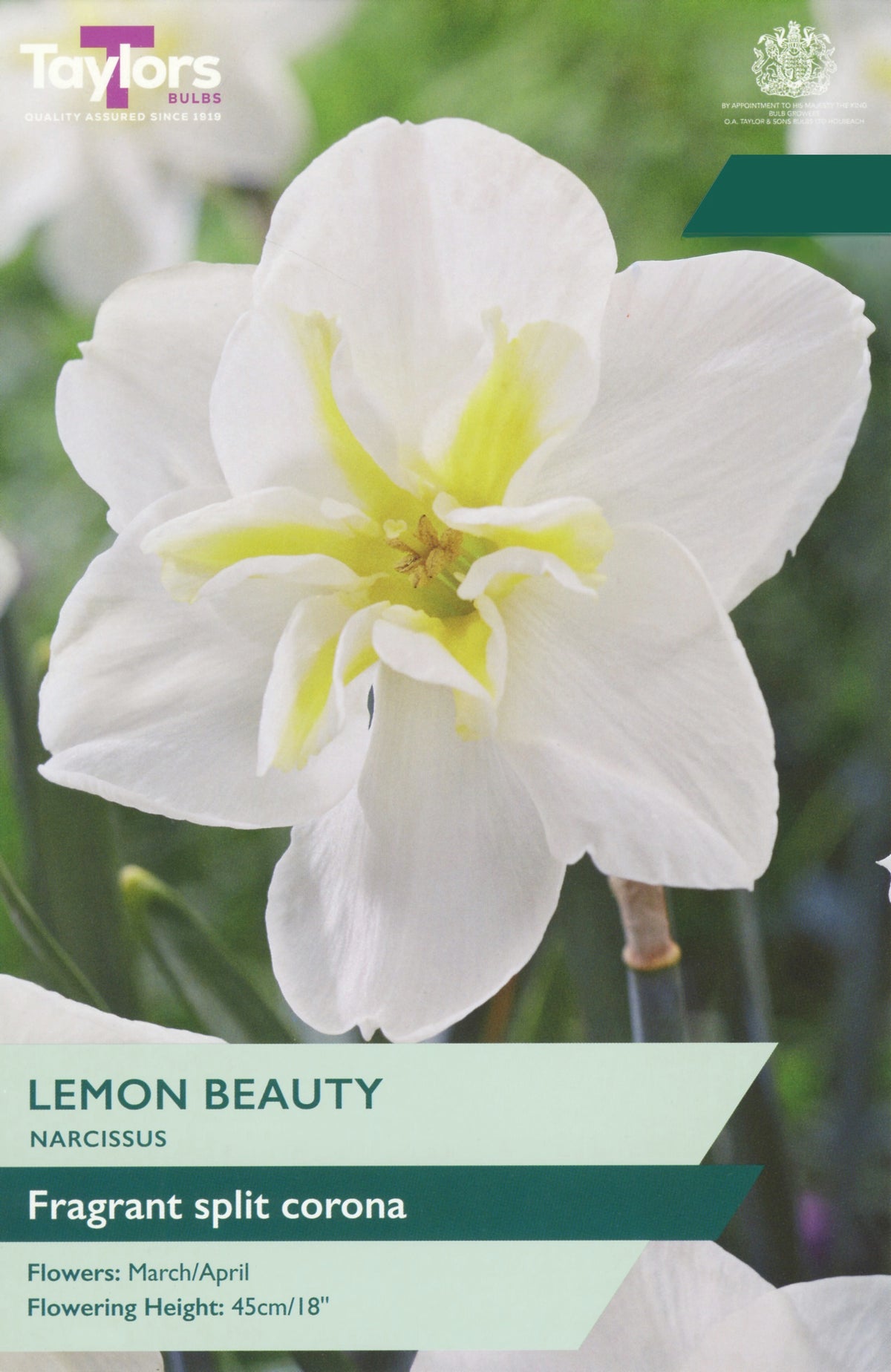 Narcissus ‘Lemon Beauty’