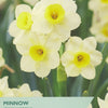 Taylors Bulbs packaging for Minnow narcissus with white flowers and yellow centers.