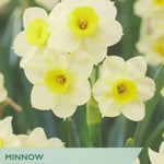 Taylors Bulbs packaging for Minnow narcissus with white flowers and yellow centers.