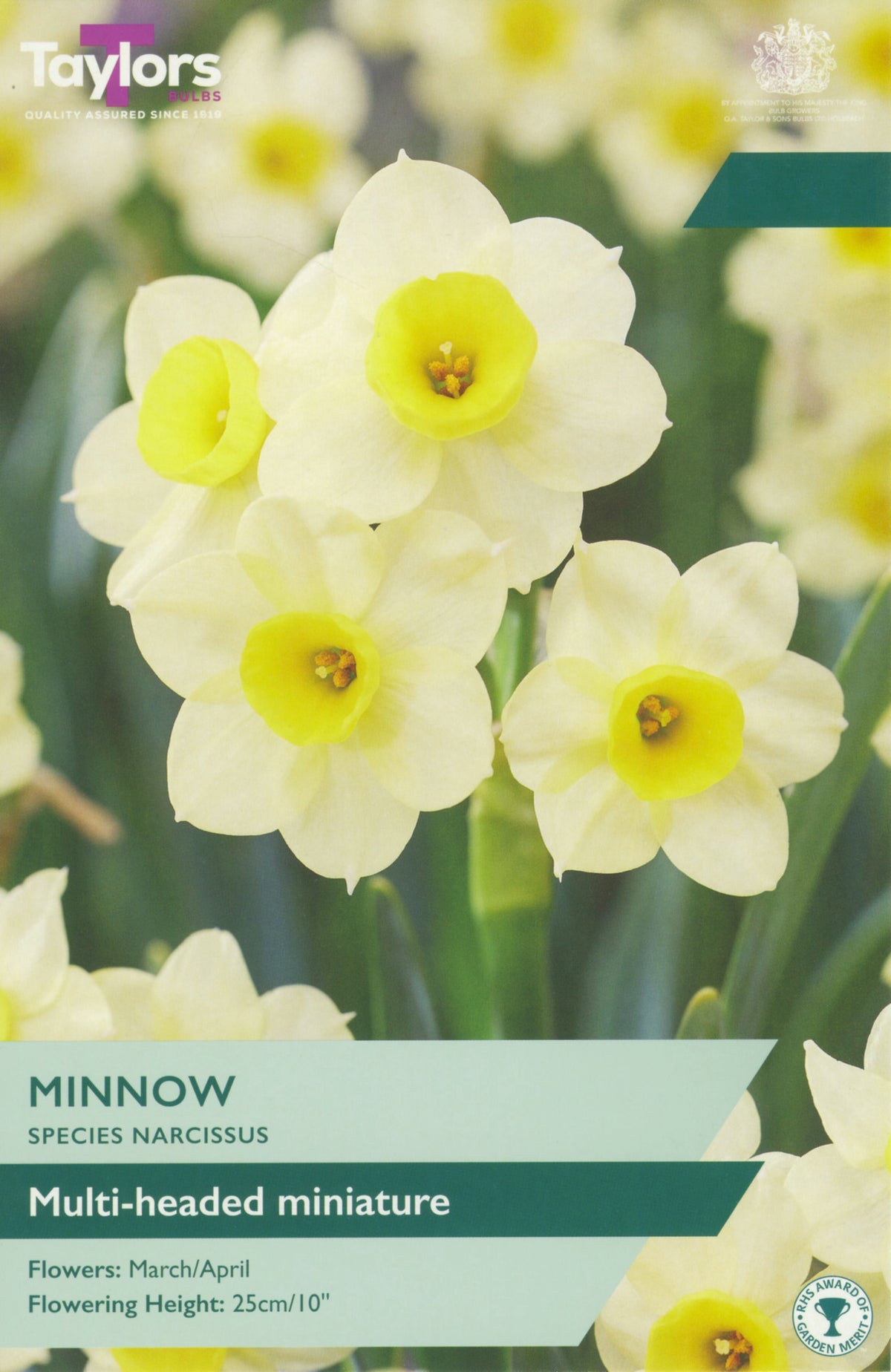 Taylors Bulbs packaging for Minnow narcissus with white flowers and yellow centers.