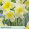Taylors Bulbs Prom Dance Narcissus packaging with yellow flowers on a green background