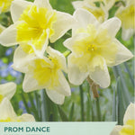 Taylors Bulbs Prom Dance Narcissus packaging with yellow flowers on a green background