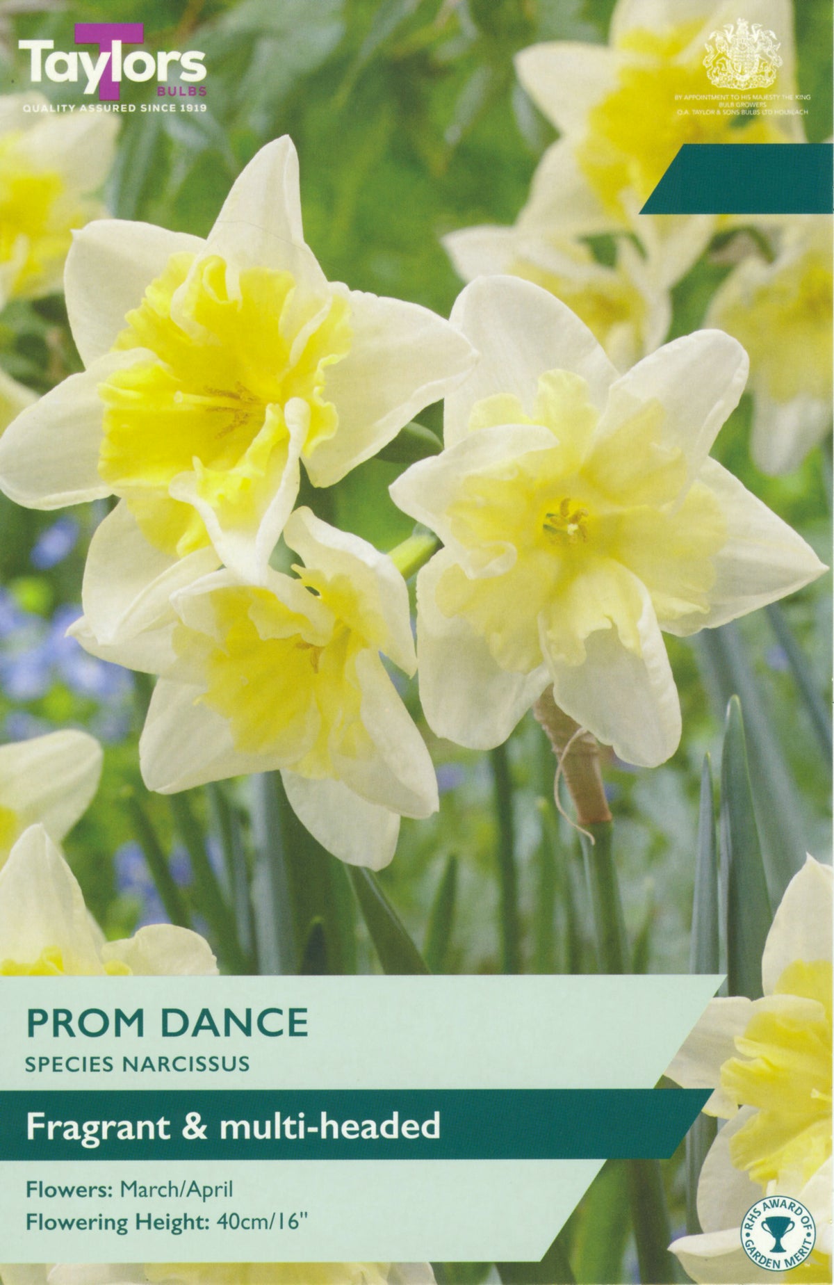 Taylors Bulbs Prom Dance Narcissus packaging with yellow flowers on a green background