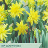 Packaging of Taylors Bulbs Rip Van Winkle narcissus with yellow flowers and green leaves.
