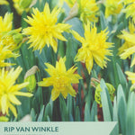 Packaging of Taylors Bulbs Rip Van Winkle narcissus with yellow flowers and green leaves.