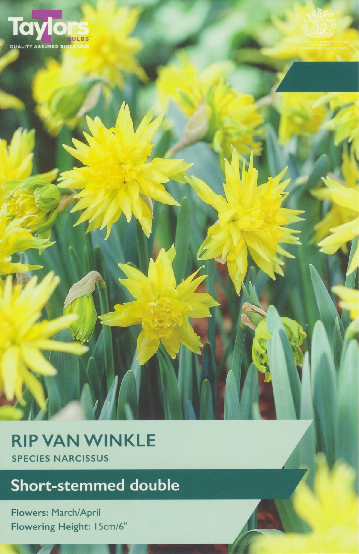 Packaging of Taylors Bulbs Rip Van Winkle narcissus with yellow flowers and green leaves.