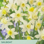 Packaging of Taylors Bulbs Sailboat Species Narcissus with white and yellow flowers.