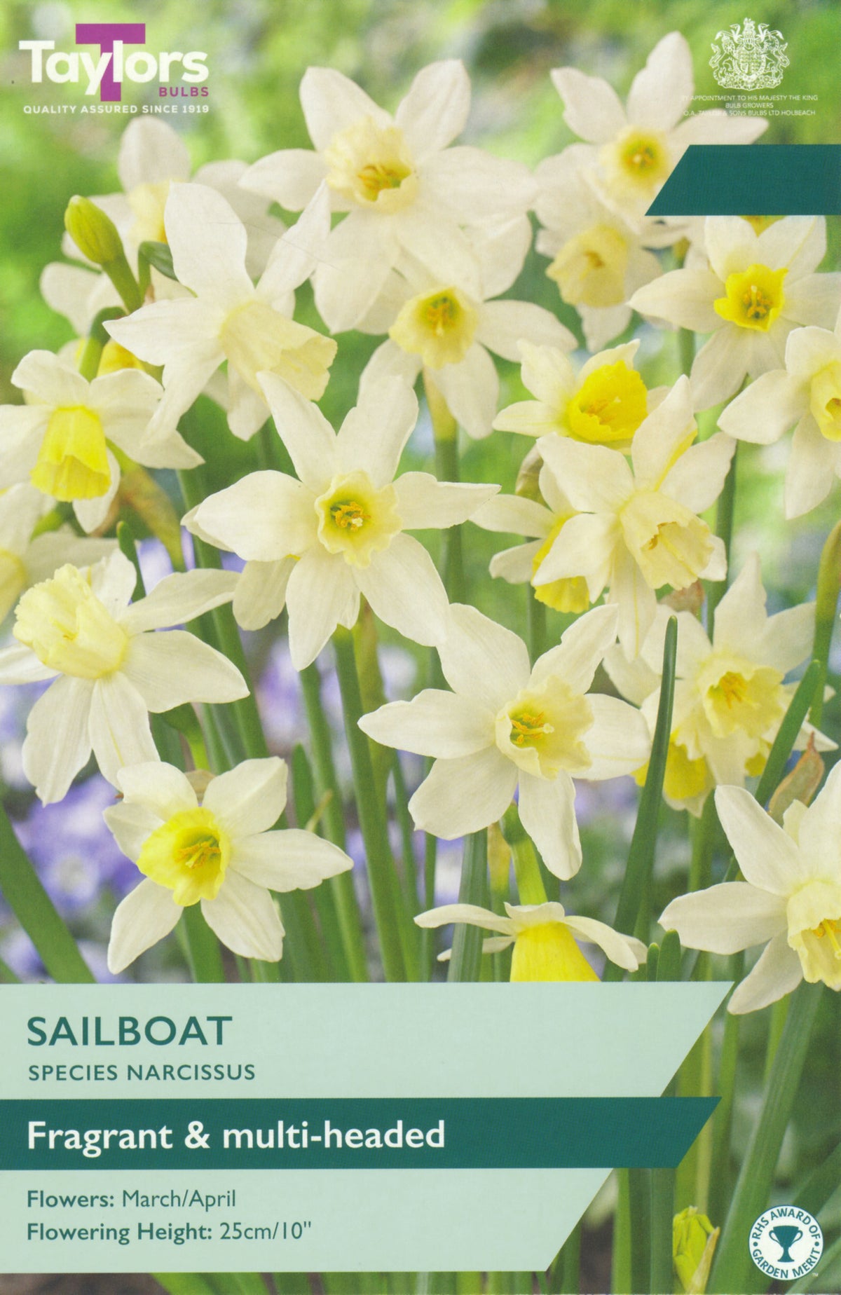 Packaging of Taylors Bulbs Sailboat Species Narcissus with white and yellow flowers.