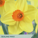 Narcissus ‘Sealing Wax’