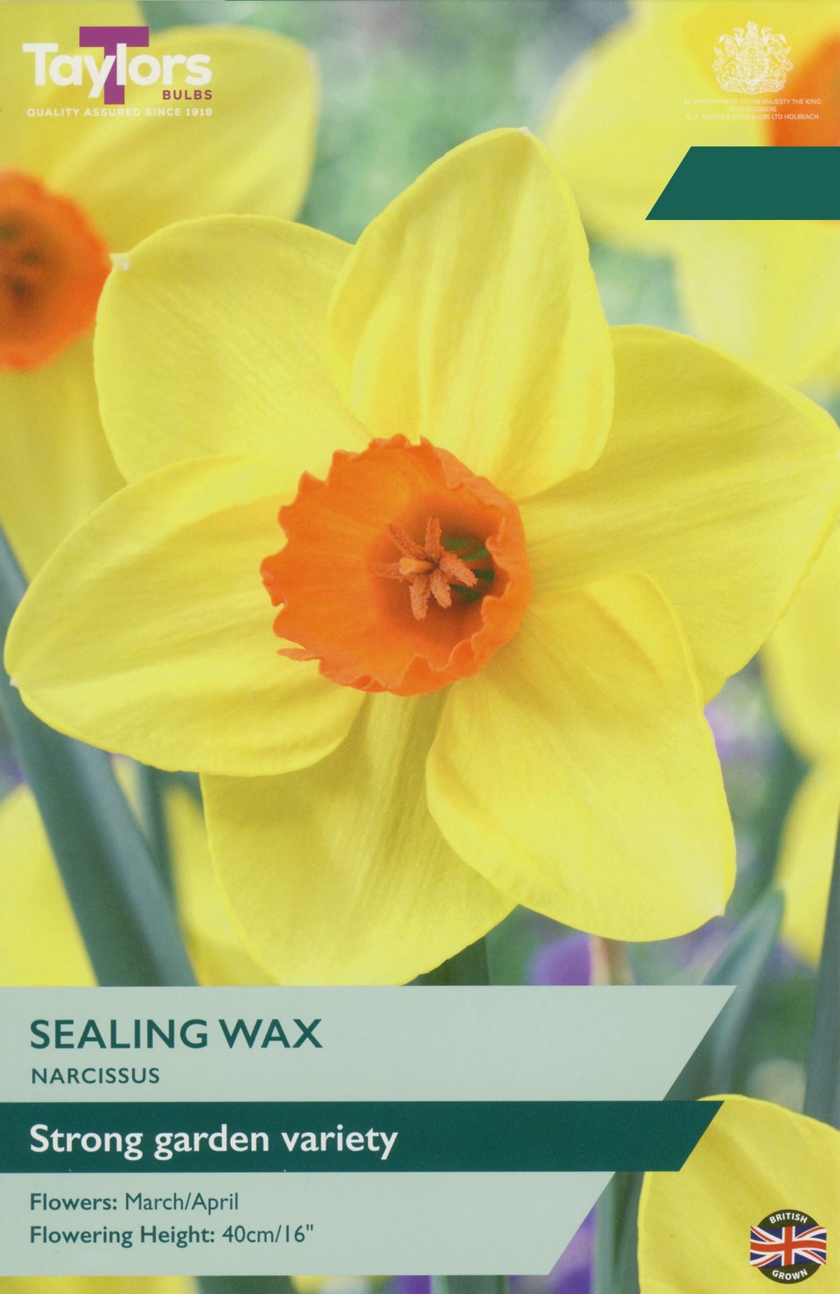 Narcissus ‘Sealing Wax’