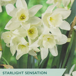 Starlight Sensation narcissus flowers with branding and product details.