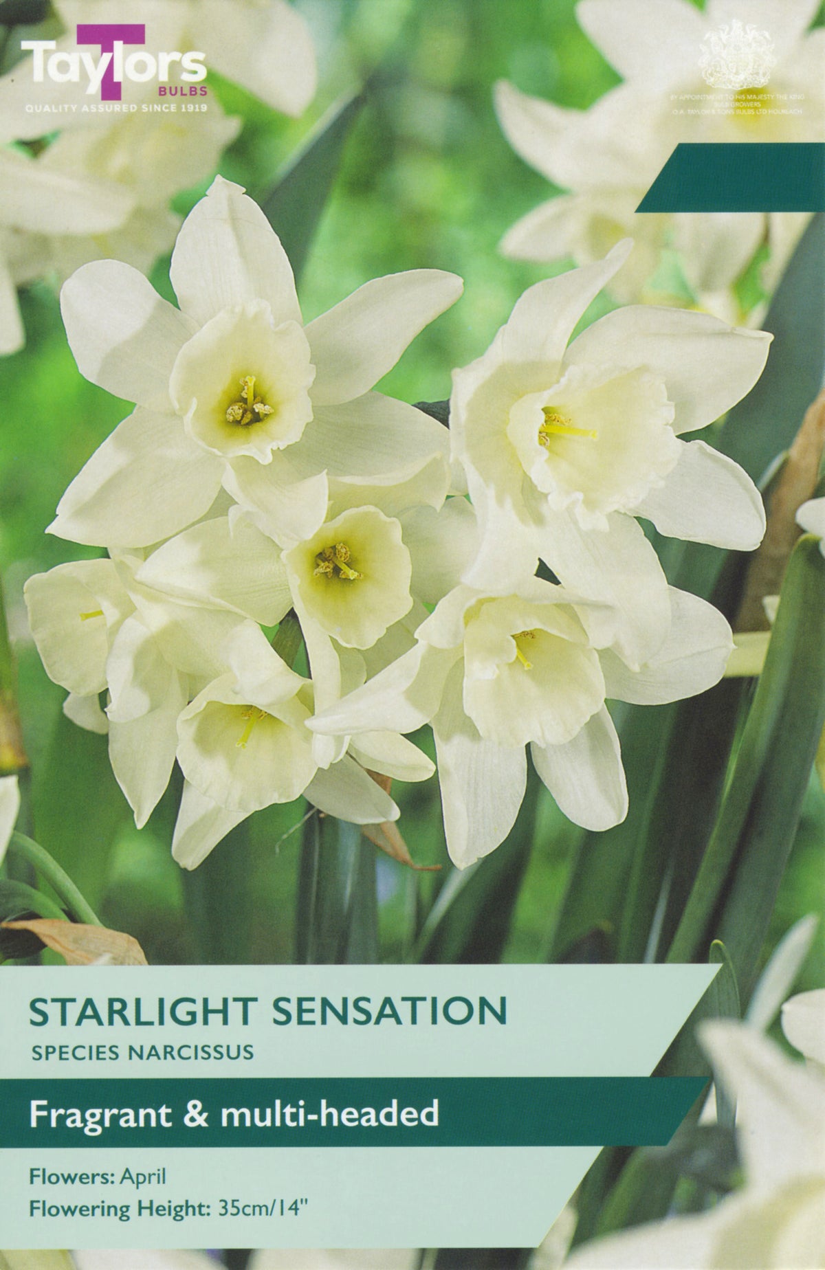 Starlight Sensation narcissus flowers with branding and product details.