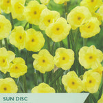 Packaging of Taylor's Bulbs featuring yellow flowers with branding and product details.