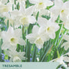 Package of Tresamble narcissus flowers with a clear background