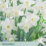 Package of Tresamble narcissus flowers with a clear background