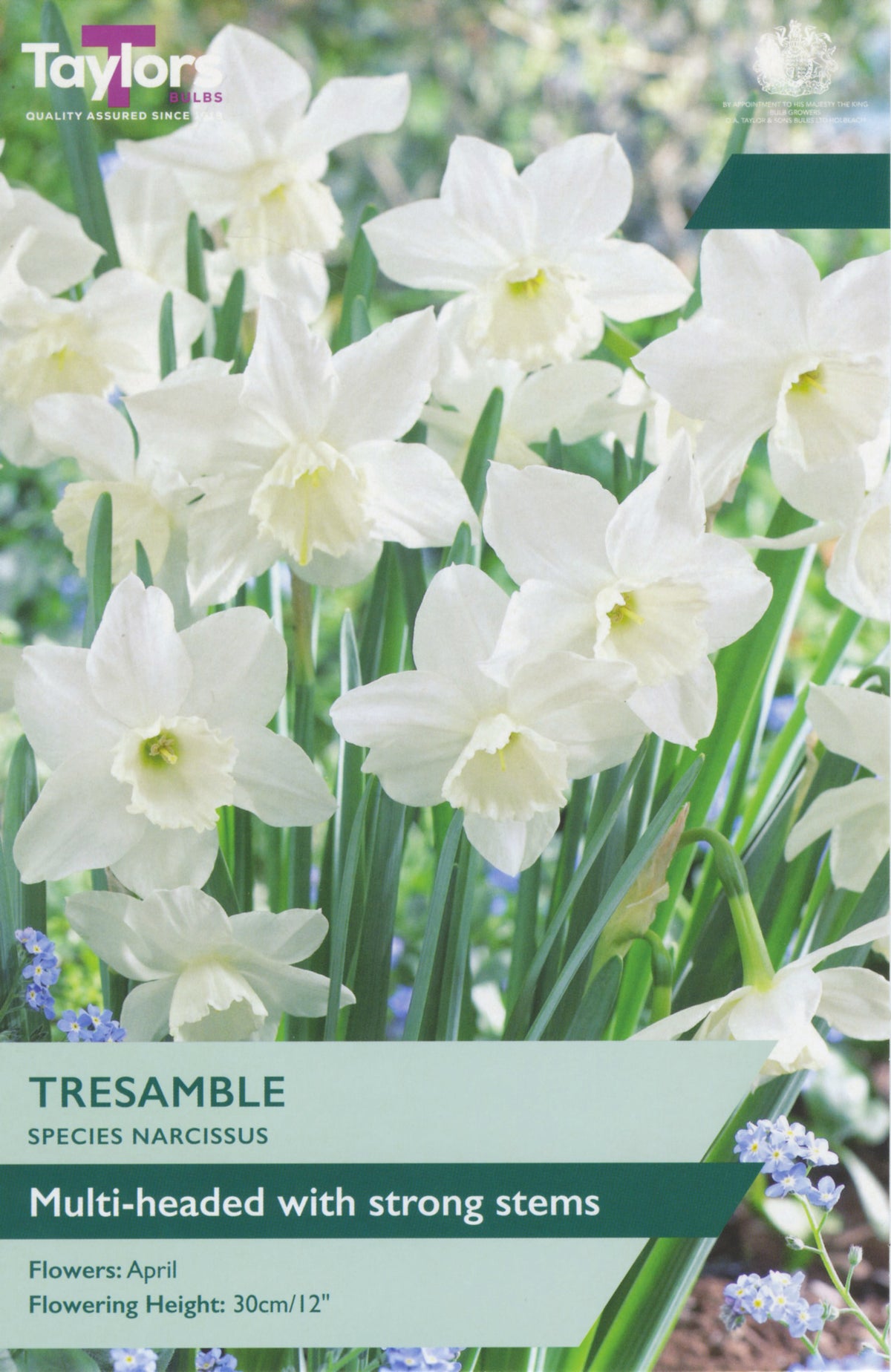 Package of Tresamble narcissus flowers with a clear background
