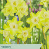 Garden packaging for Verdin Species Narcissus with yellow flowers.
