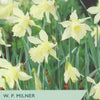Packaging of W. P. Milner species narcissus with yellow flowers and green leaves.