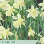 Packaging of W. P. Milner species narcissus with yellow flowers and green leaves.