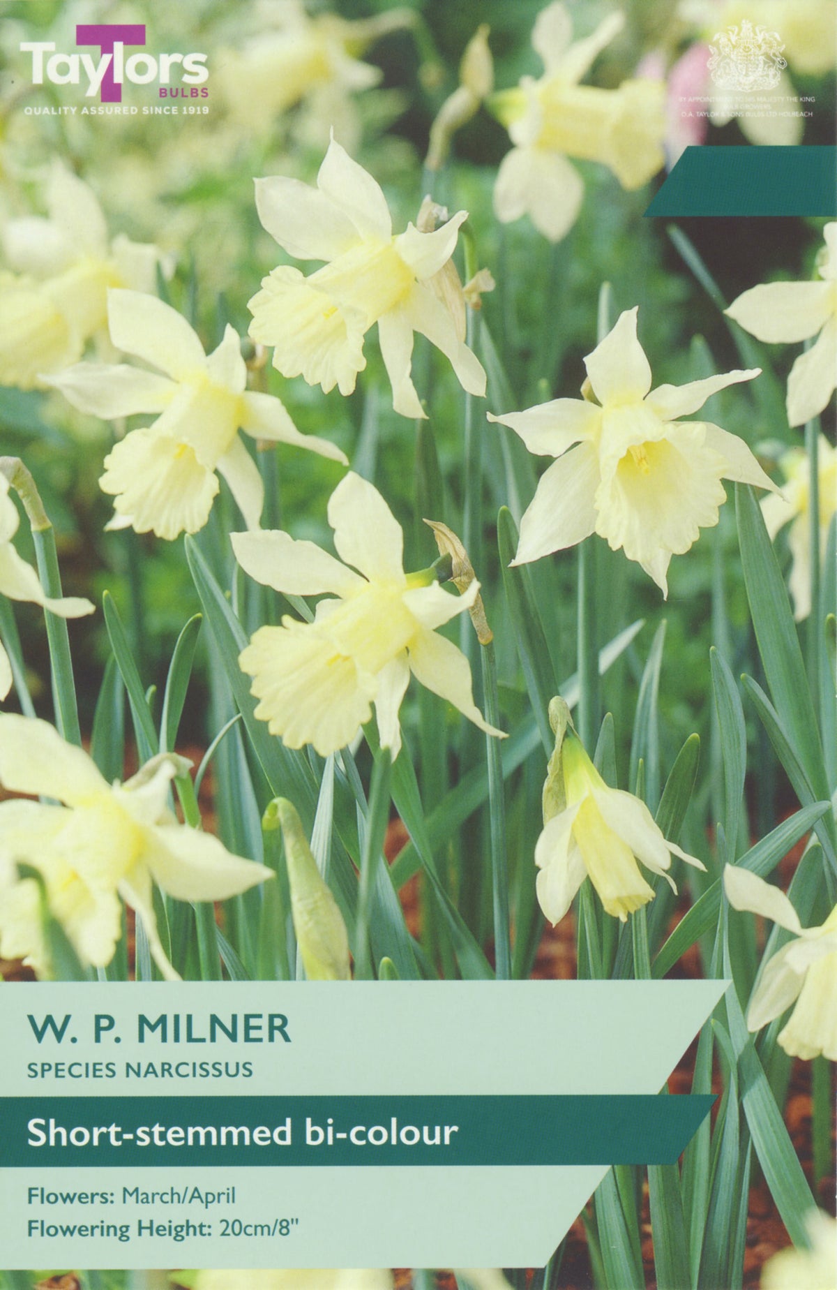 Packaging of W. P. Milner species narcissus with yellow flowers and green leaves.