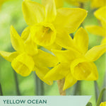 Yellow daffodils with 'Taylors Bulbs' branding on a green background