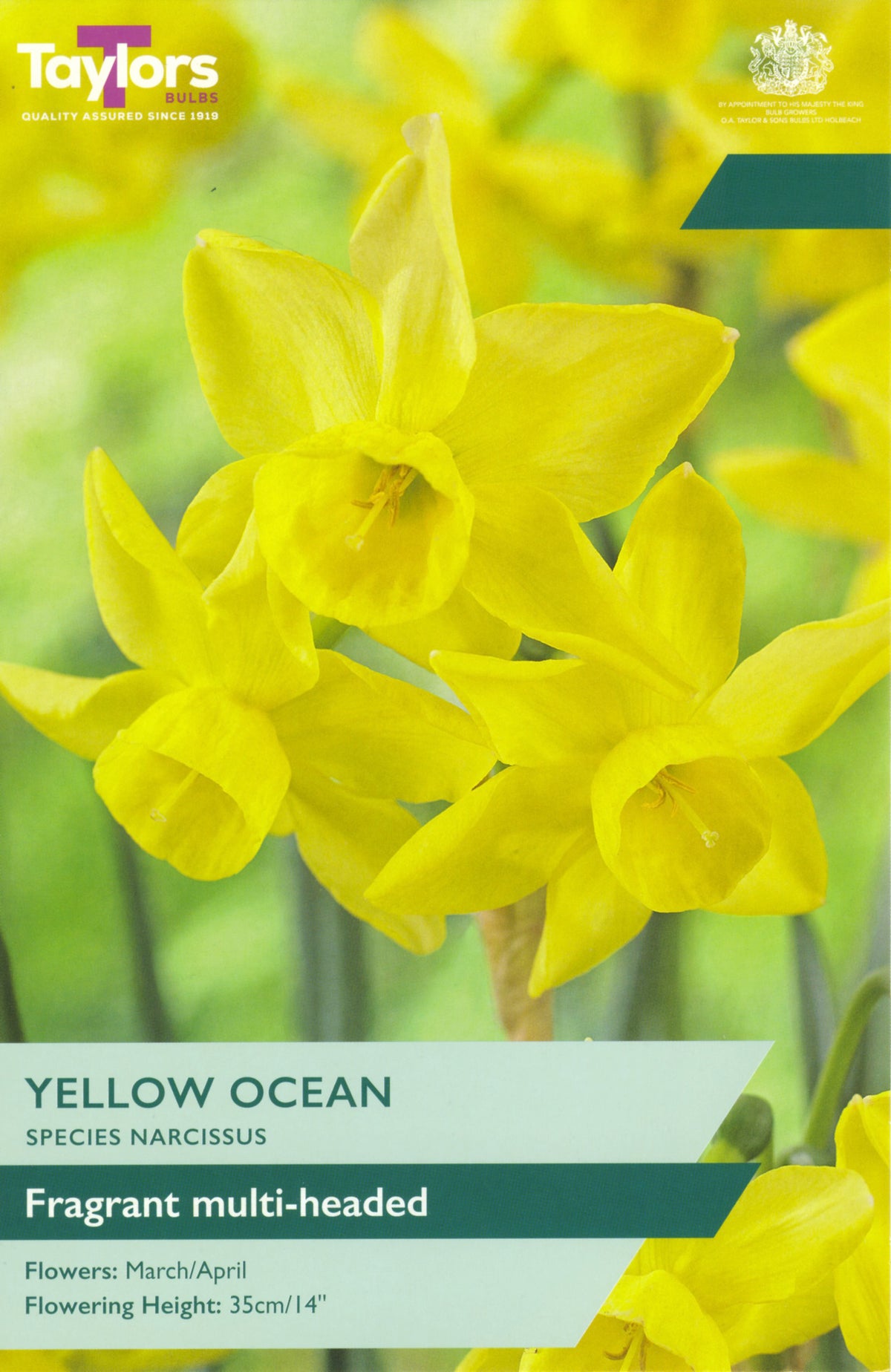 Yellow daffodils with 'Taylors Bulbs' branding on a green background