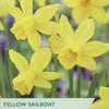 Seed packet artwork for Taylor's Yellow Sailboat narcissus, showing bright yellow flowers on a blurred green and purple background, with product text at the bottom.