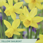 Seed packet artwork for Taylor's Yellow Sailboat narcissus, showing bright yellow flowers on a blurred green and purple background, with product text at the bottom.