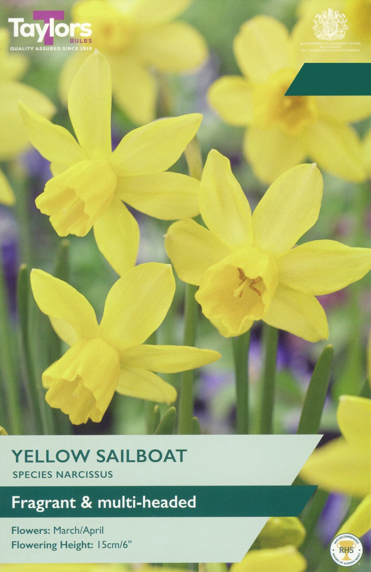 Seed packet artwork for Taylor's Yellow Sailboat narcissus, showing bright yellow flowers on a blurred green and purple background, with product text at the bottom.