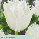 Tulip ‘Noordeinde’
