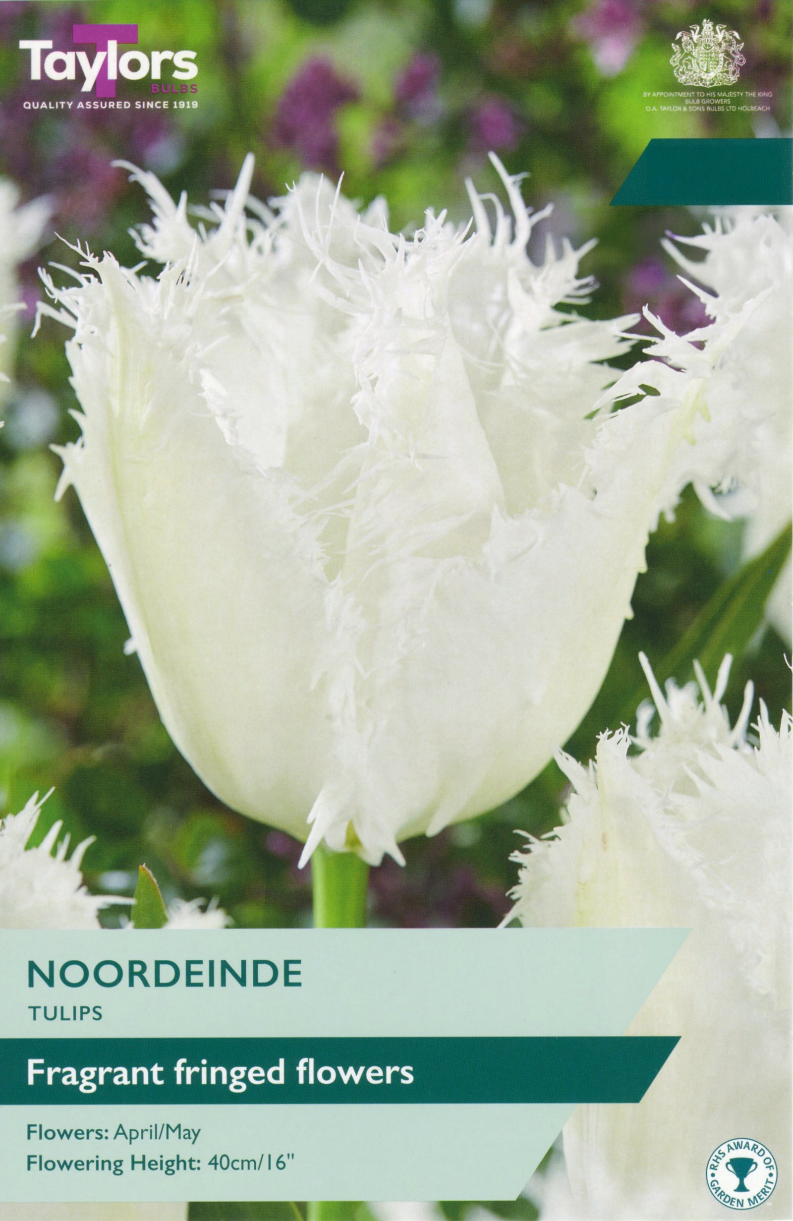 Tulip ‘Noordeinde’